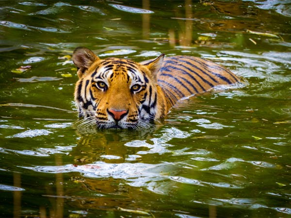 Tiger Sightings In India Tiger Sightings In India