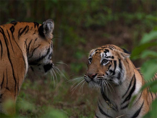 Tiger Sightings In India Tiger Sightings In India