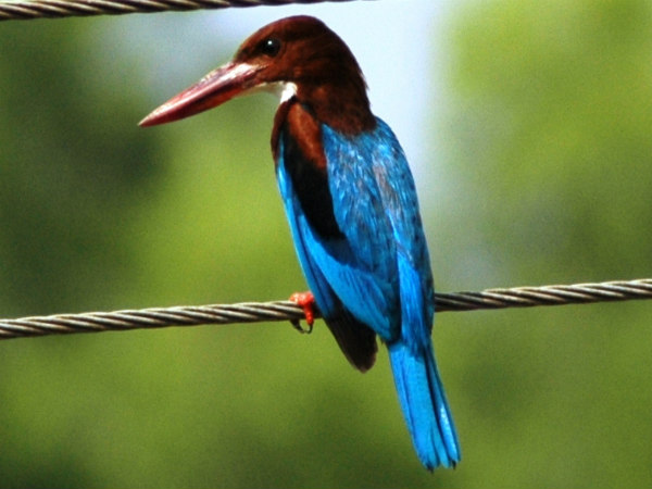 ಕಿಂಗ್ ಫಿಶರ್