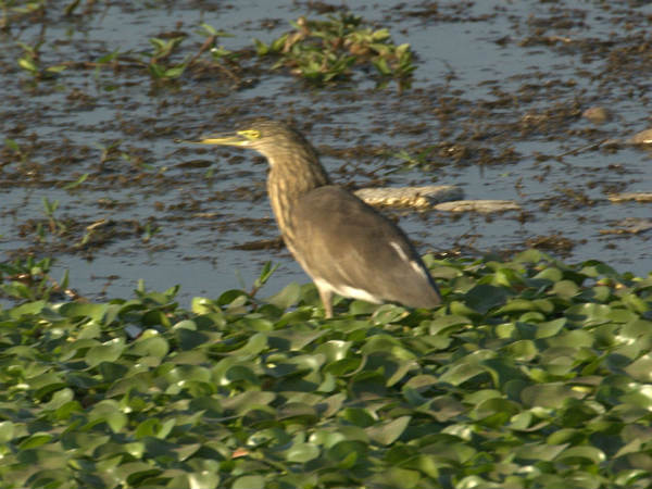 ಇಂಡಿಯನ್ ಪಾಂಡ್ ಹೆರಾನ್