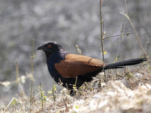 ಕ್ರೋವ್ ಫಿಸಂಟ್