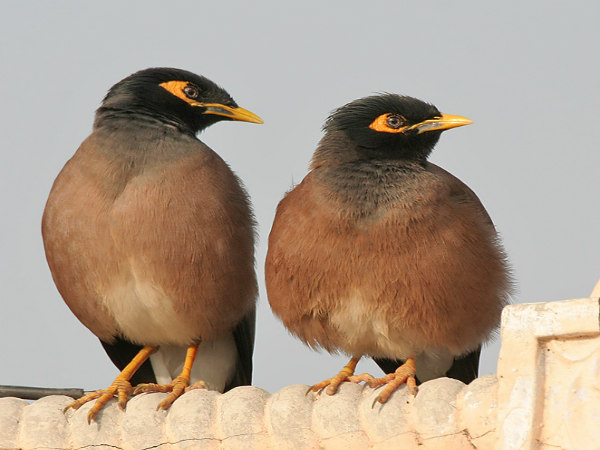ಕಾಮನ್ ಮೈನಾ