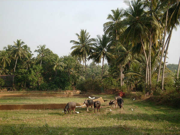 ಪೆರ್ನೆಮ್: