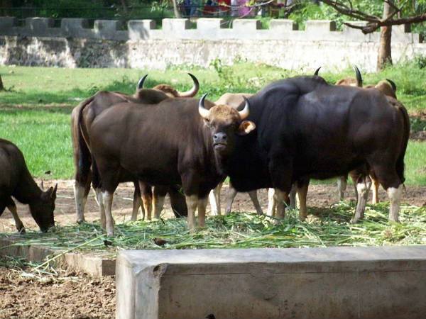 ಮೈಸೂರು ಮೃಗಾಲಯ: