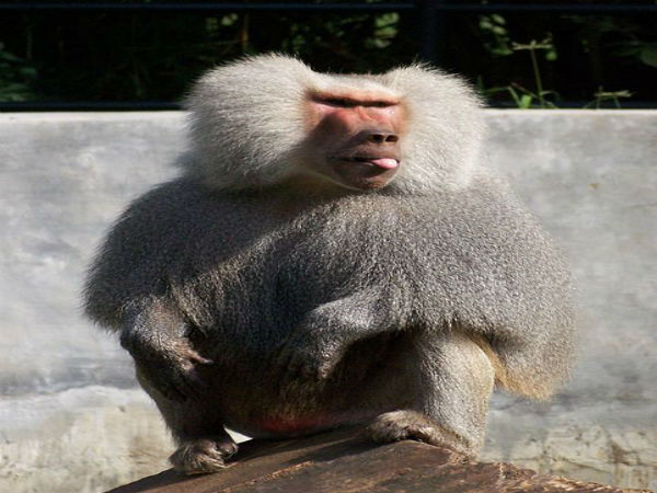 ಮೈಸೂರು ಮೃಗಾಲಯ: