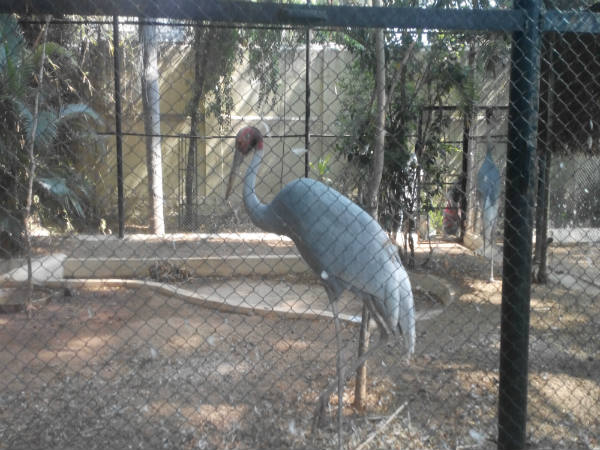 ಮೈಸೂರು ಮೃಗಾಲಯ: