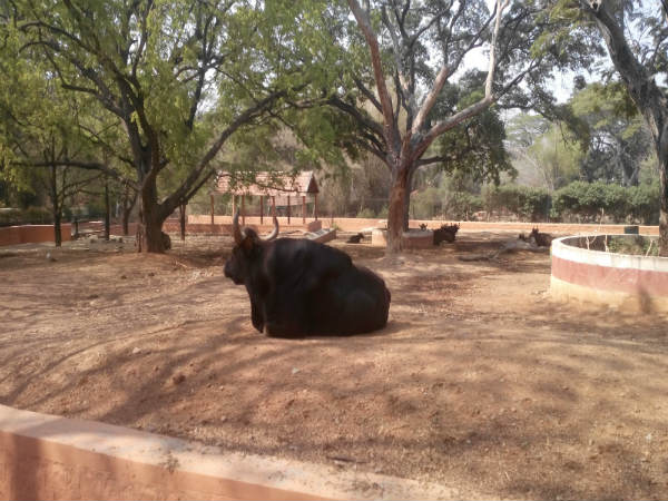 ಮೈಸೂರು ಮೃಗಾಲಯ: