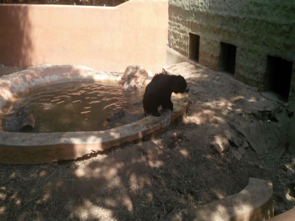 ಮೈಸೂರು ಮೃಗಾಲಯ: