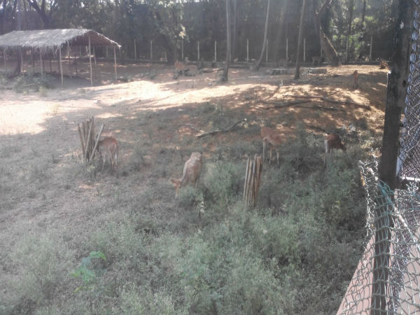 ಮೈಸೂರು ಮೃಗಾಲಯ: