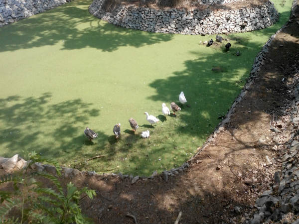 ಮೈಸೂರು ಮೃಗಾಲಯ: