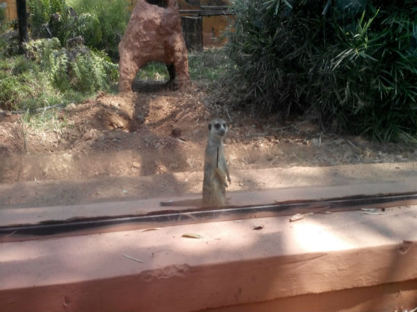 ಮೈಸೂರು ಮೃಗಾಲಯ: