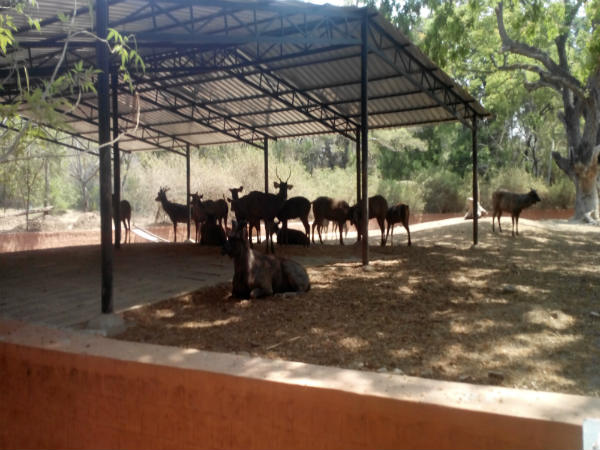 ಮೈಸೂರು ಮೃಗಾಲಯ: