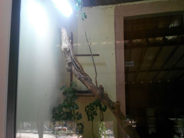 ಮೈಸೂರು ಮೃಗಾಲಯ: