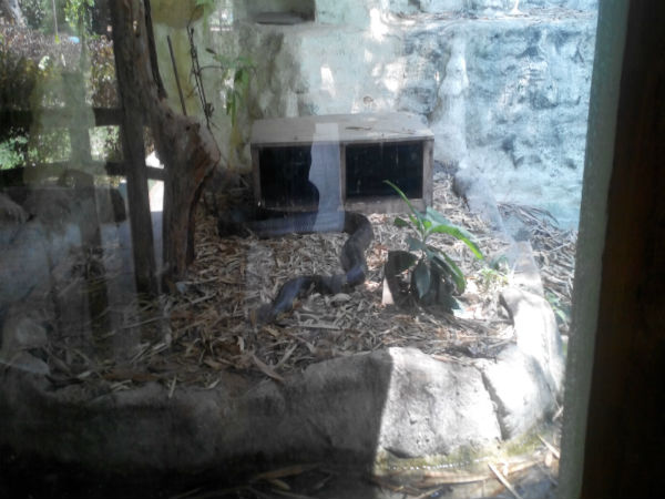 ಮೈಸೂರು ಮೃಗಾಲಯ: