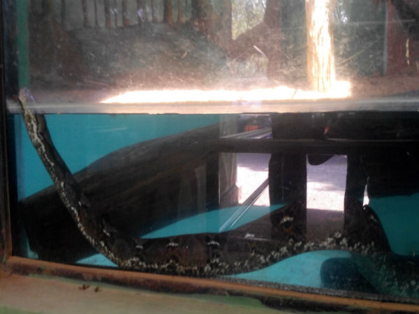 ಮೈಸೂರು ಮೃಗಾಲಯ: