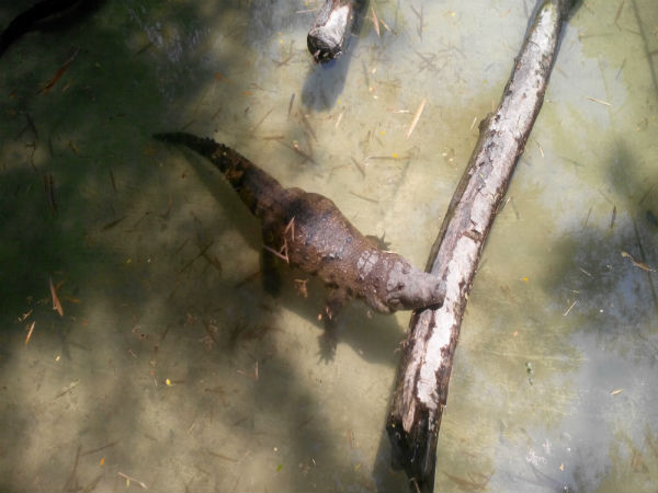 ಮೈಸೂರು ಮೃಗಾಲಯ: