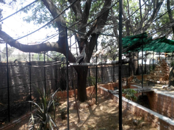ಮೈಸೂರು ಮೃಗಾಲಯ: