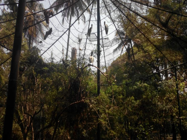 ಮೈಸೂರು ಮೃಗಾಲಯ: