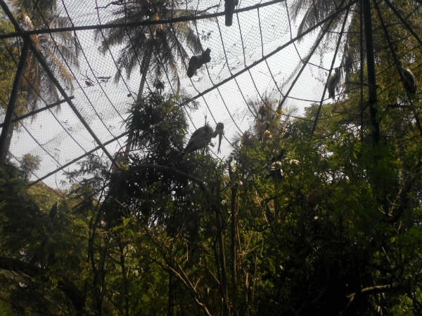 ಮೈಸೂರು ಮೃಗಾಲಯ: