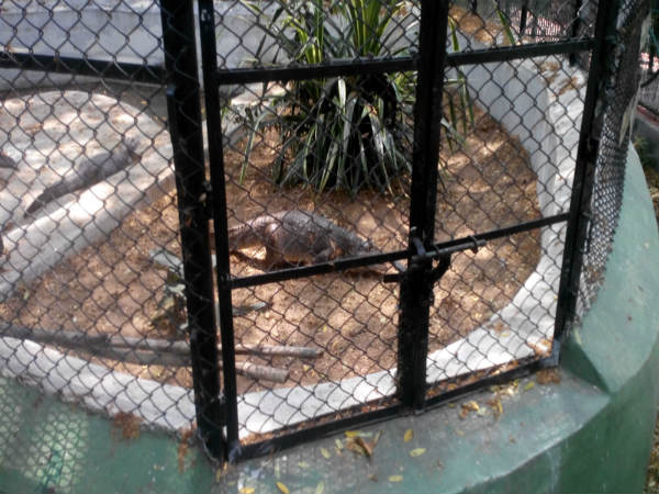 ಮೈಸೂರು ಮೃಗಾಲಯ: