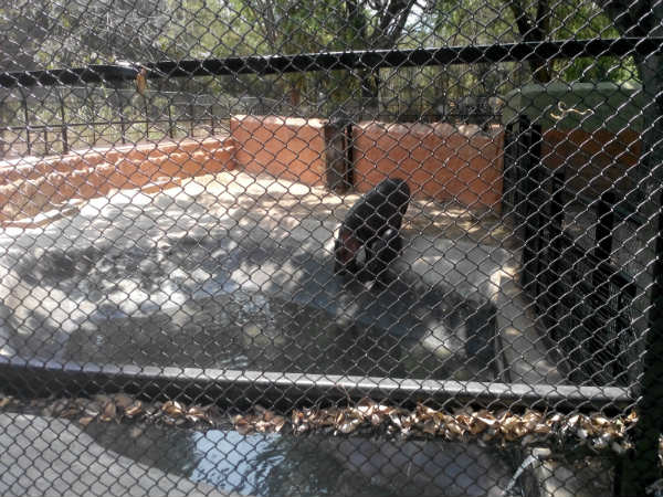 ಮೈಸೂರು ಮೃಗಾಲಯ: