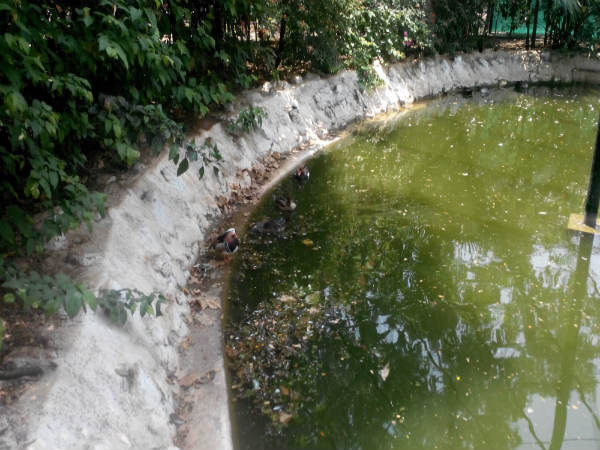 ಮೈಸೂರು ಮೃಗಾಲಯ: