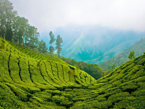 ಮುನ್ನಾರ್: