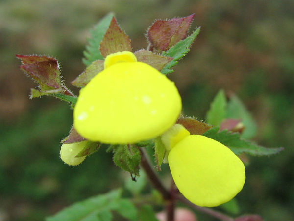 ಮುನ್ನಾರ್: