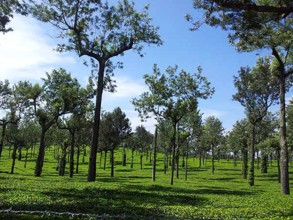 ಮುನ್ನಾರ್: