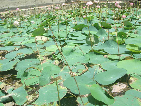 ರಾಮೇಶ್ವರಂ: