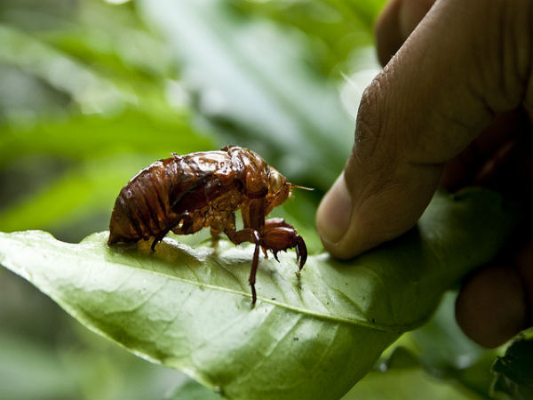 ಮಳೆ ಪ್ರದೇಶದ ಒಳಜಗತ್ತು:
