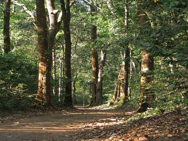 ಮಳೆ ಪ್ರದೇಶದ ಒಳಜಗತ್ತು: