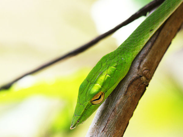 ಮಳೆ ಪ್ರದೇಶದ ಒಳಜಗತ್ತು:
