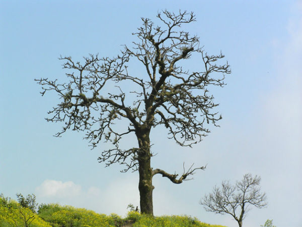 ಲೋಹಗಡ್: