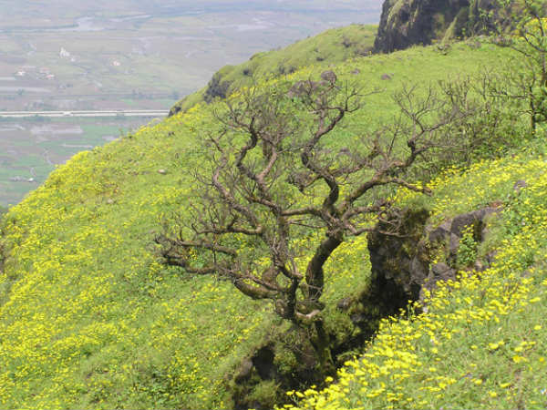 ಲೋಹಗಡ್: