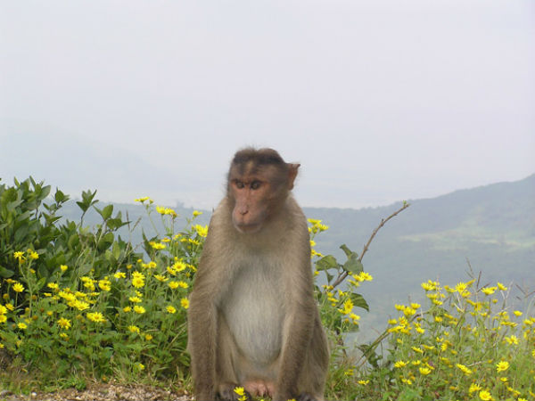 ಲೋಹಗಡ್: