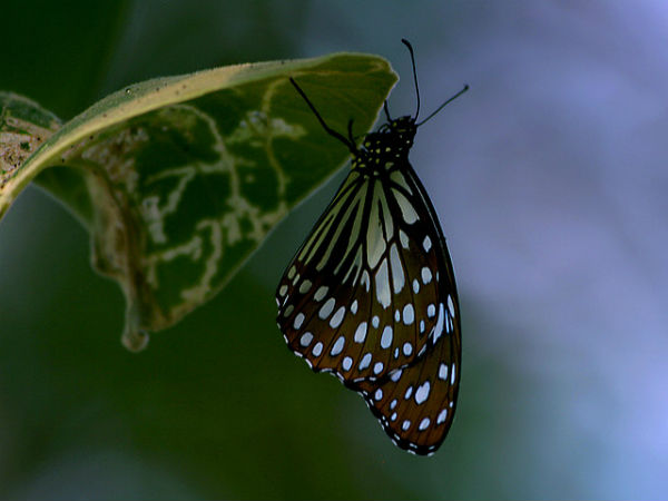 ಬನ್ನೇರುಘಟ್ಟ ಉದ್ಯಾನ: