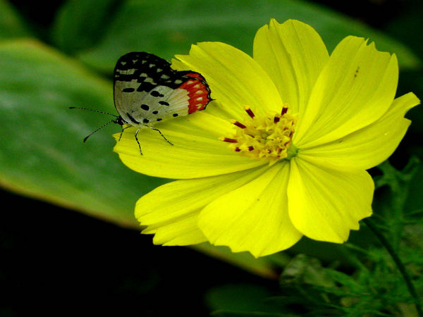 ಬನ್ನೇರುಘಟ್ಟ ಉದ್ಯಾನ: