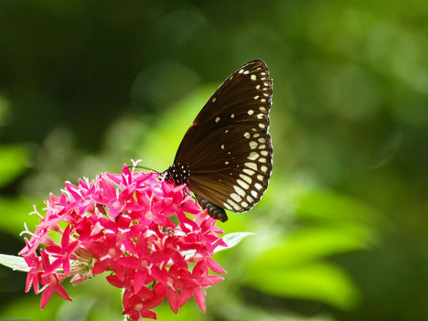 ಬನ್ನೇರುಘಟ್ಟ ಉದ್ಯಾನ: