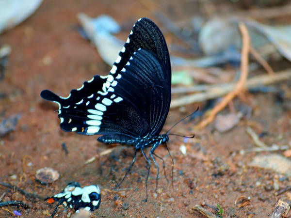 ಬನ್ನೇರುಘಟ್ಟ ಉದ್ಯಾನ: