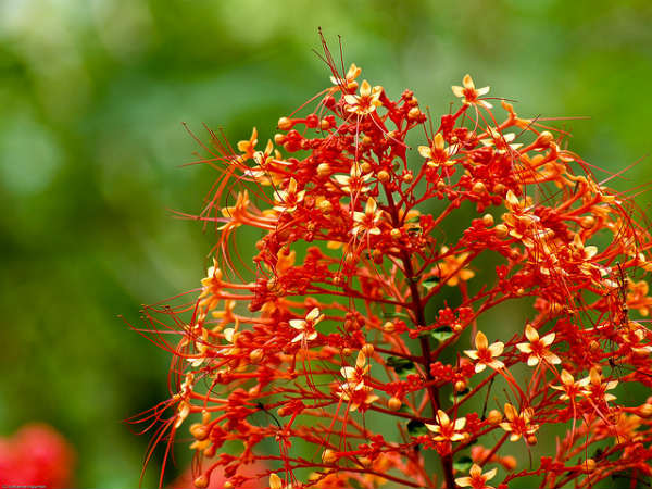 ಬನ್ನೇರುಘಟ್ಟ ಉದ್ಯಾನ: