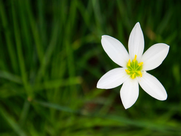 ಬನ್ನೇರುಘಟ್ಟ ಉದ್ಯಾನ: