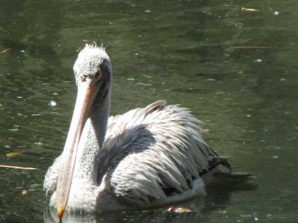 ಬನ್ನೇರುಘಟ್ಟ ಉದ್ಯಾನ: