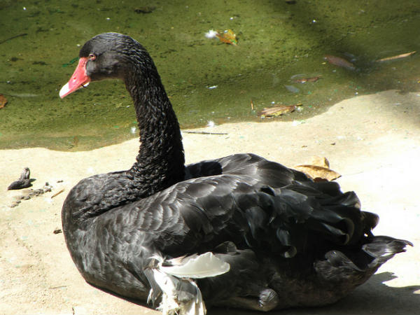 ಬನ್ನೇರುಘಟ್ಟ ಉದ್ಯಾನ: