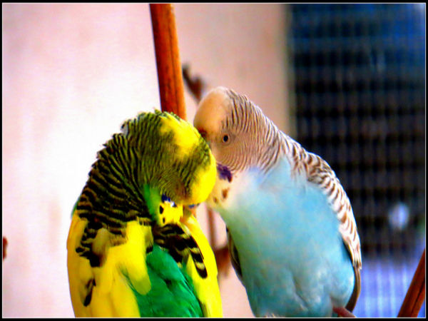 ಬನ್ನೇರುಘಟ್ಟ ಉದ್ಯಾನ: