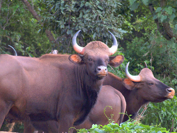 ಬನ್ನೇರುಘಟ್ಟ ಉದ್ಯಾನ: