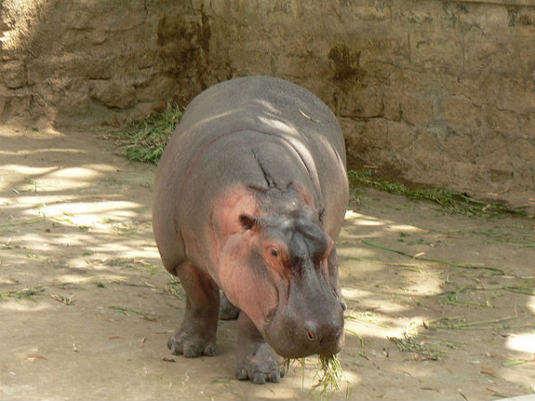 ಬನ್ನೇರುಘಟ್ಟ ಉದ್ಯಾನ: