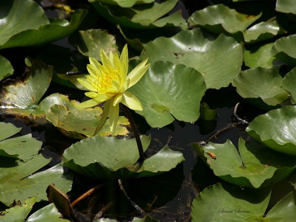 ಲಾಲ್ ಬಾಗ್ ಆಕರ್ಷಣೆಗಳು: