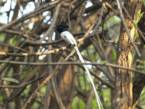 ಲಾಲ್ ಬಾಗ್ ಆಕರ್ಷಣೆಗಳು: