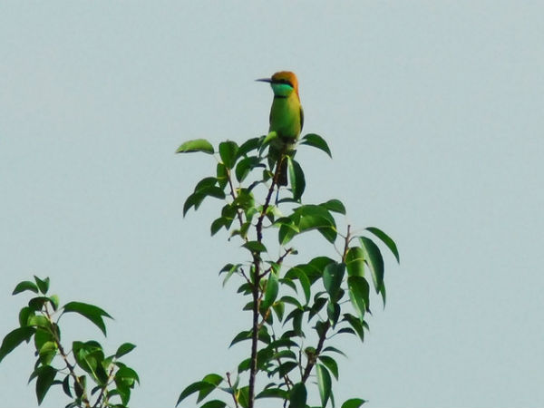 ಸುಂದರಬನ್ಸ್ ಸೌಂದರ್ಯ: